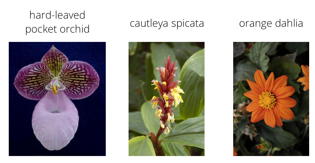 The Oxford Flowers