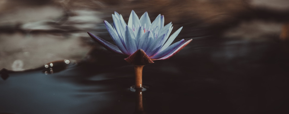 oxford-102-flowers-banner.jpg